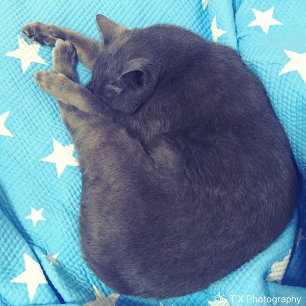 俄罗斯蓝猫