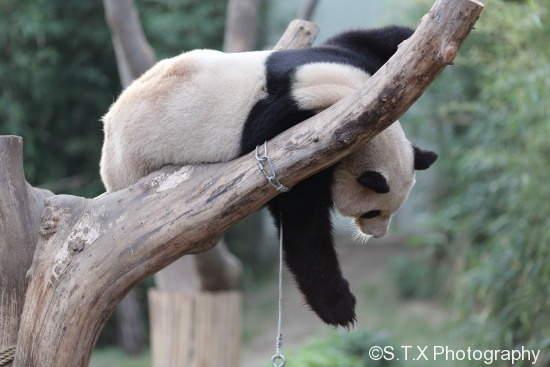 大熊猫爱宝