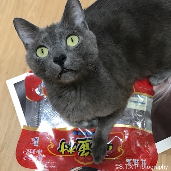 俄罗斯蓝猫、Russianblue